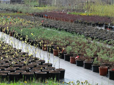 Plant Nursery